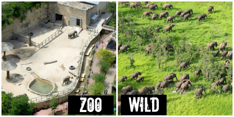 Photo caption: Although zoos seem fun, many animals are mistreated or taken from their habitats.