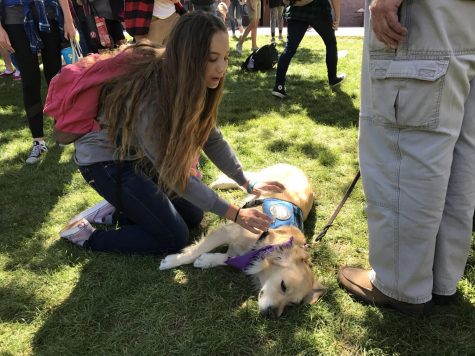 Lutheran Church Charities sends Dogs to Las Vegas after Tragedy