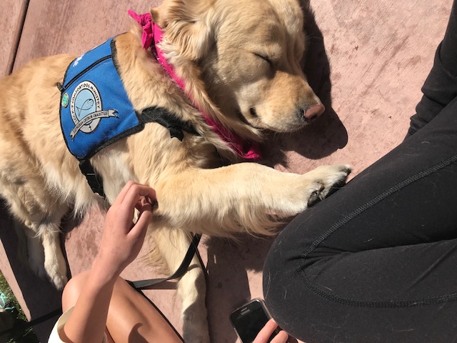 One of the LCC comfort dogs brought onto the Faith campus after the October 1st shooting.