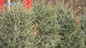 The average price of a real tree at Rudolphs lot on Rampart is around $100.