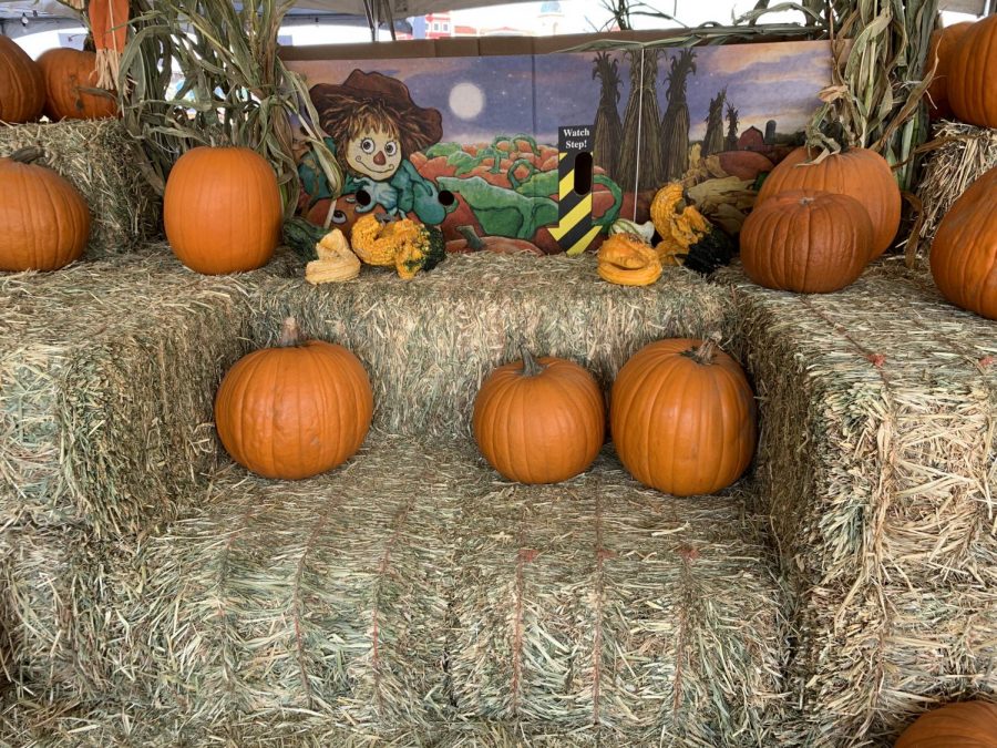 Pumpkins at the Pumpkin Patch.